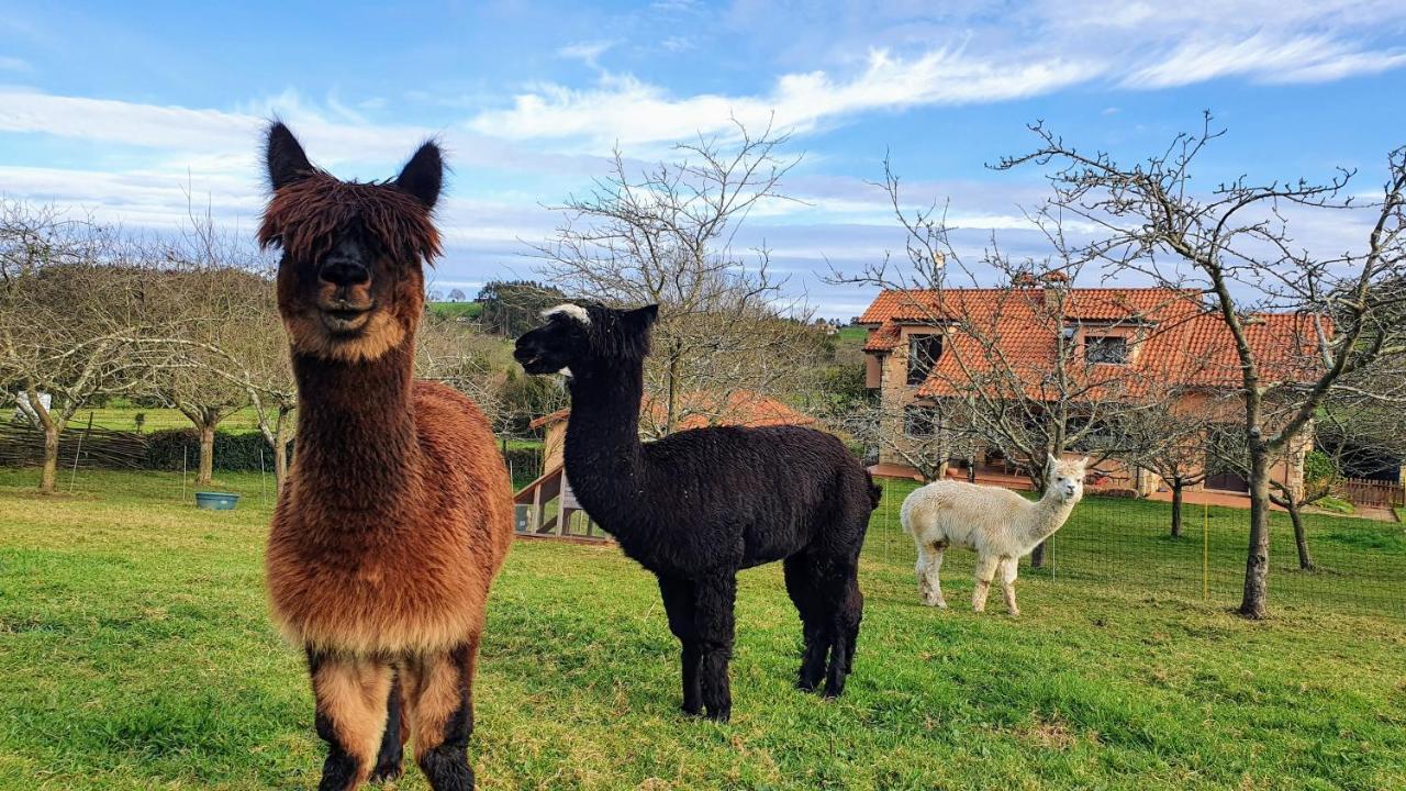 Hotel 3 Alpacas La Campa Luaran gambar