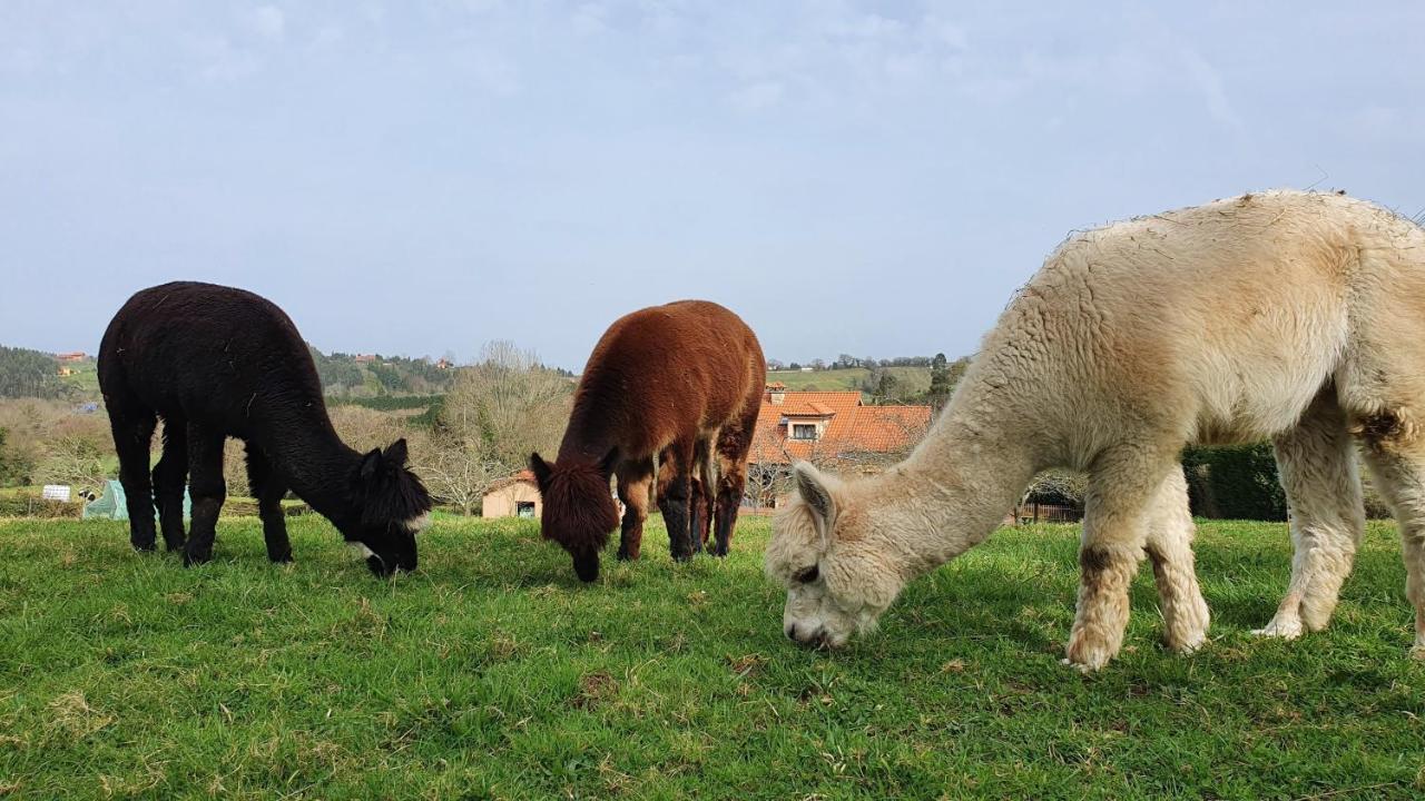 Hotel 3 Alpacas La Campa Luaran gambar