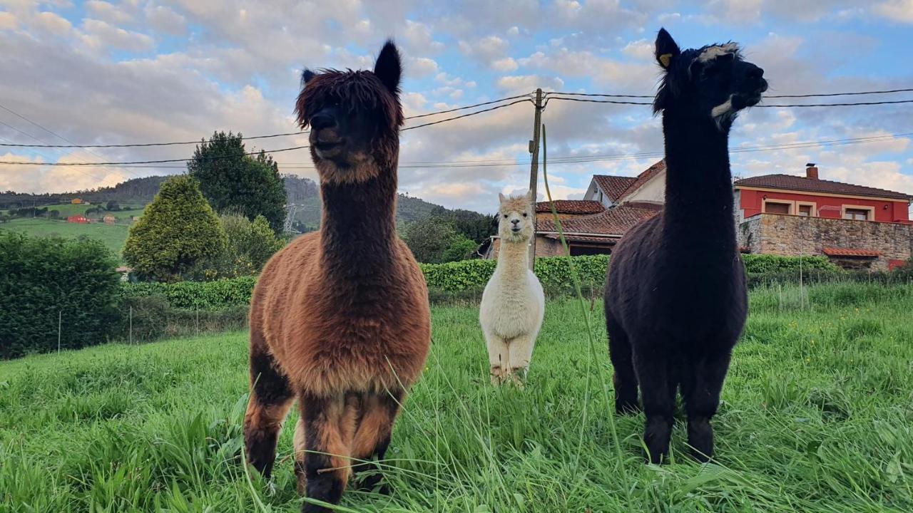 Hotel 3 Alpacas La Campa Luaran gambar
