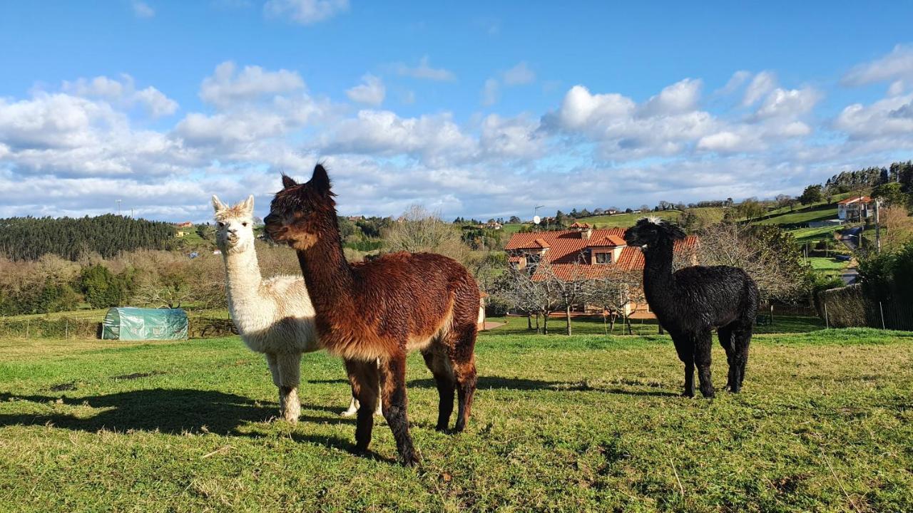 Hotel 3 Alpacas La Campa Luaran gambar