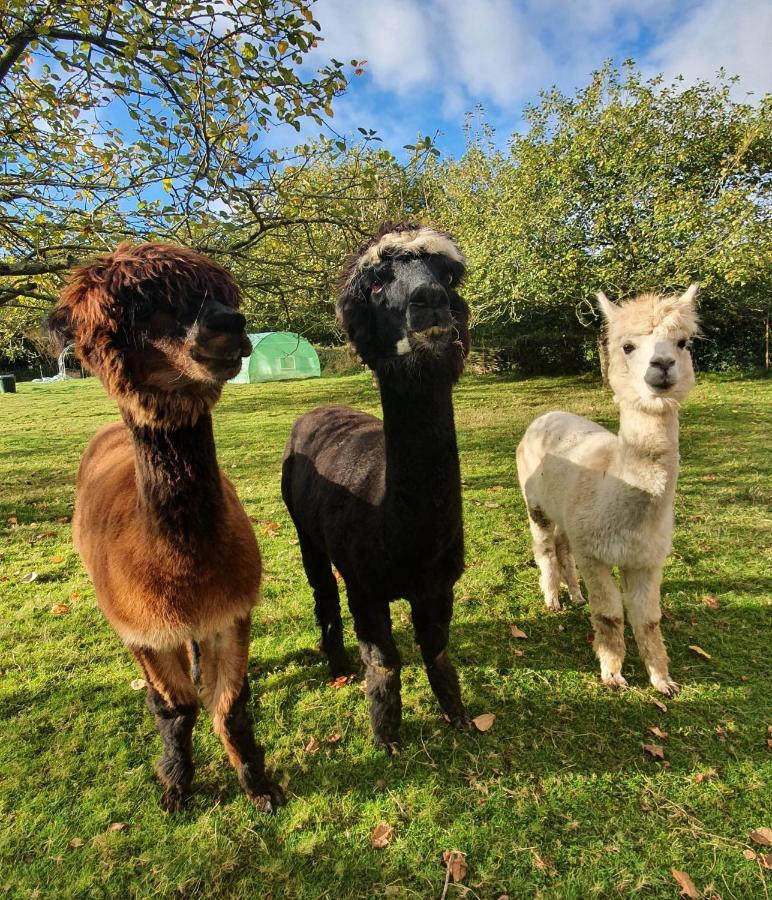 Hotel 3 Alpacas La Campa Luaran gambar