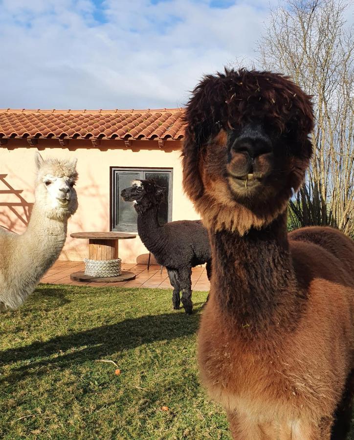 Hotel 3 Alpacas La Campa Luaran gambar