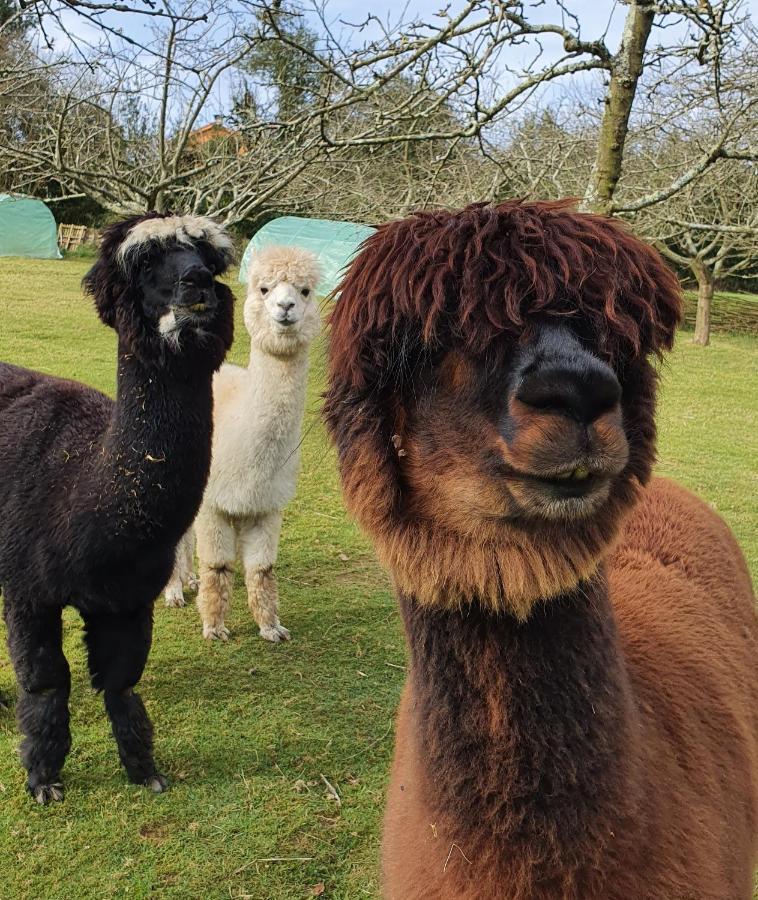 Hotel 3 Alpacas La Campa Luaran gambar