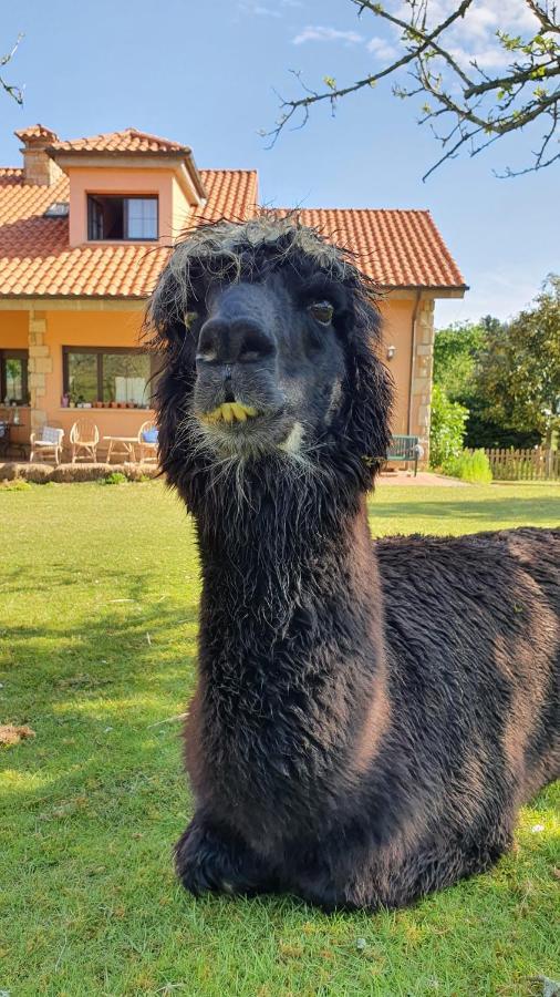 Hotel 3 Alpacas La Campa Luaran gambar