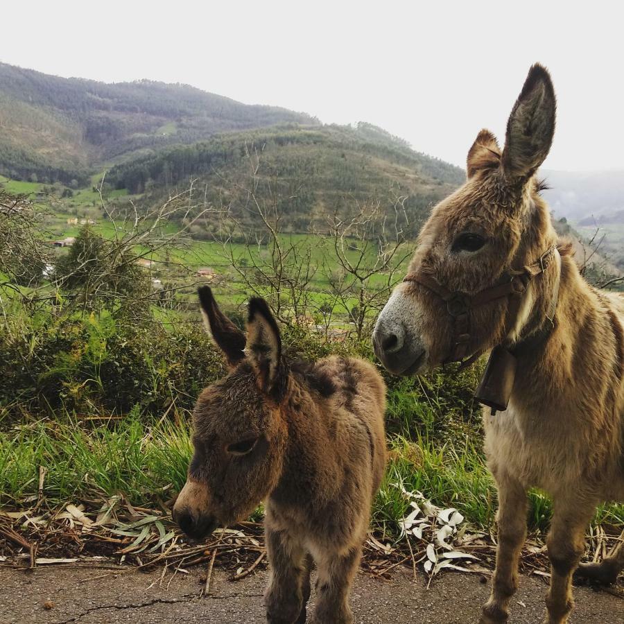 Hotel 3 Alpacas La Campa Luaran gambar